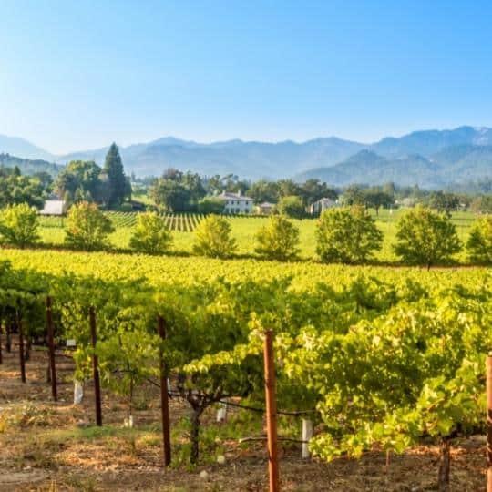 Calistoga California Vineyard Views